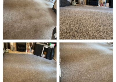 How to remove pet urine and stains from carpets